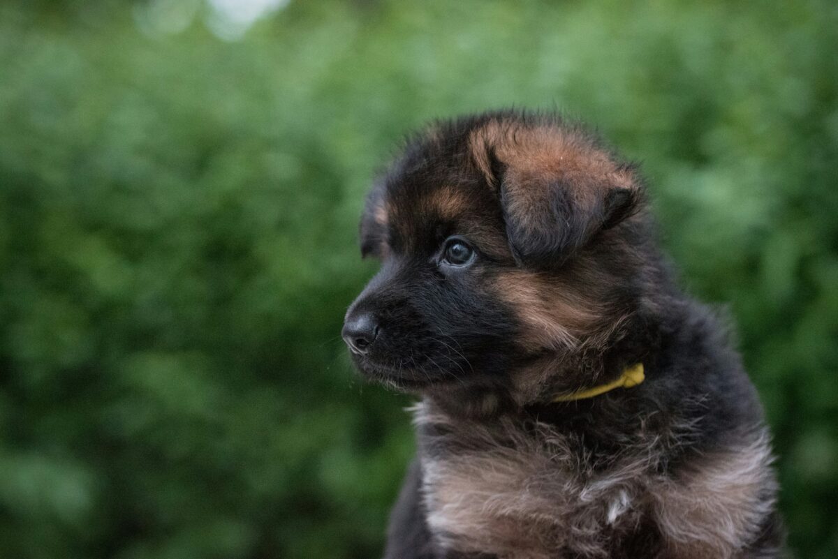 Nearby German Shepherd Puppy | Black and Tan