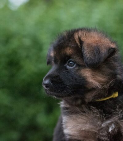 Nearby German Shepherd Puppy | Black and Tan