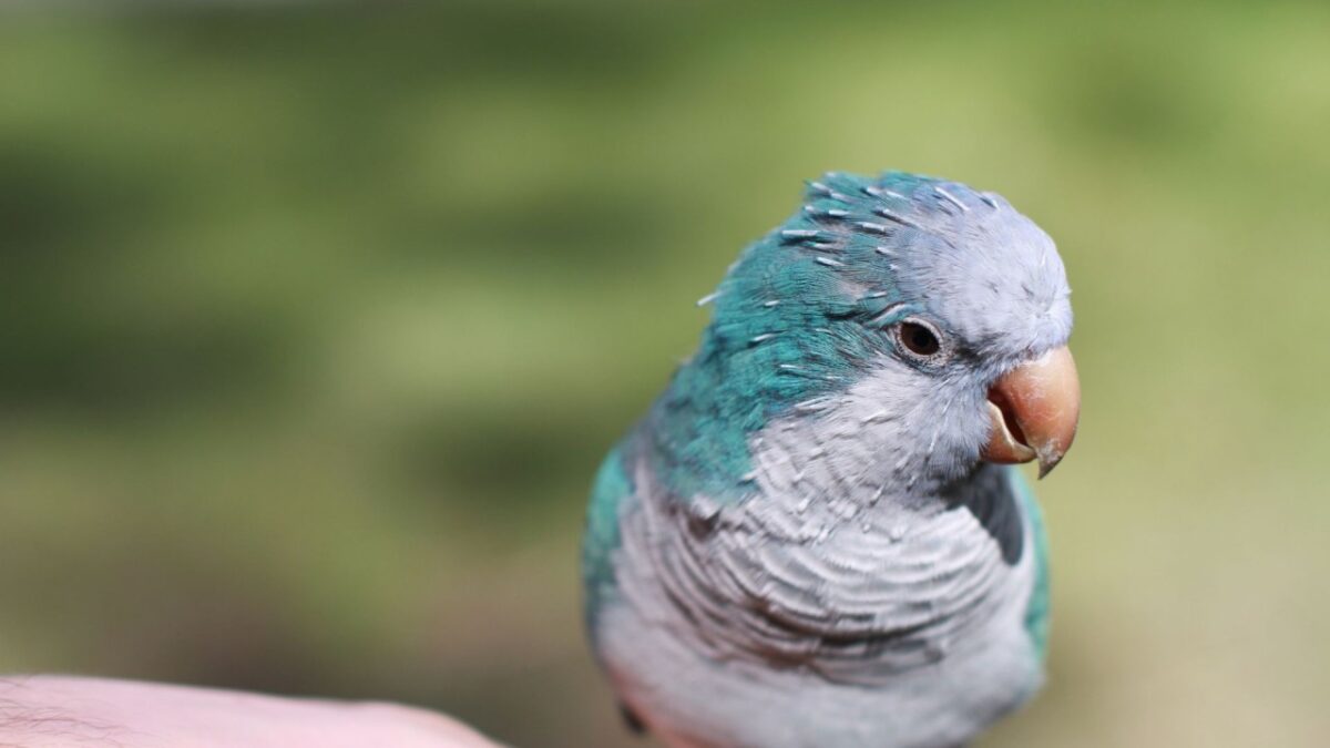 Blue Monk | Blue Quaker Parrot