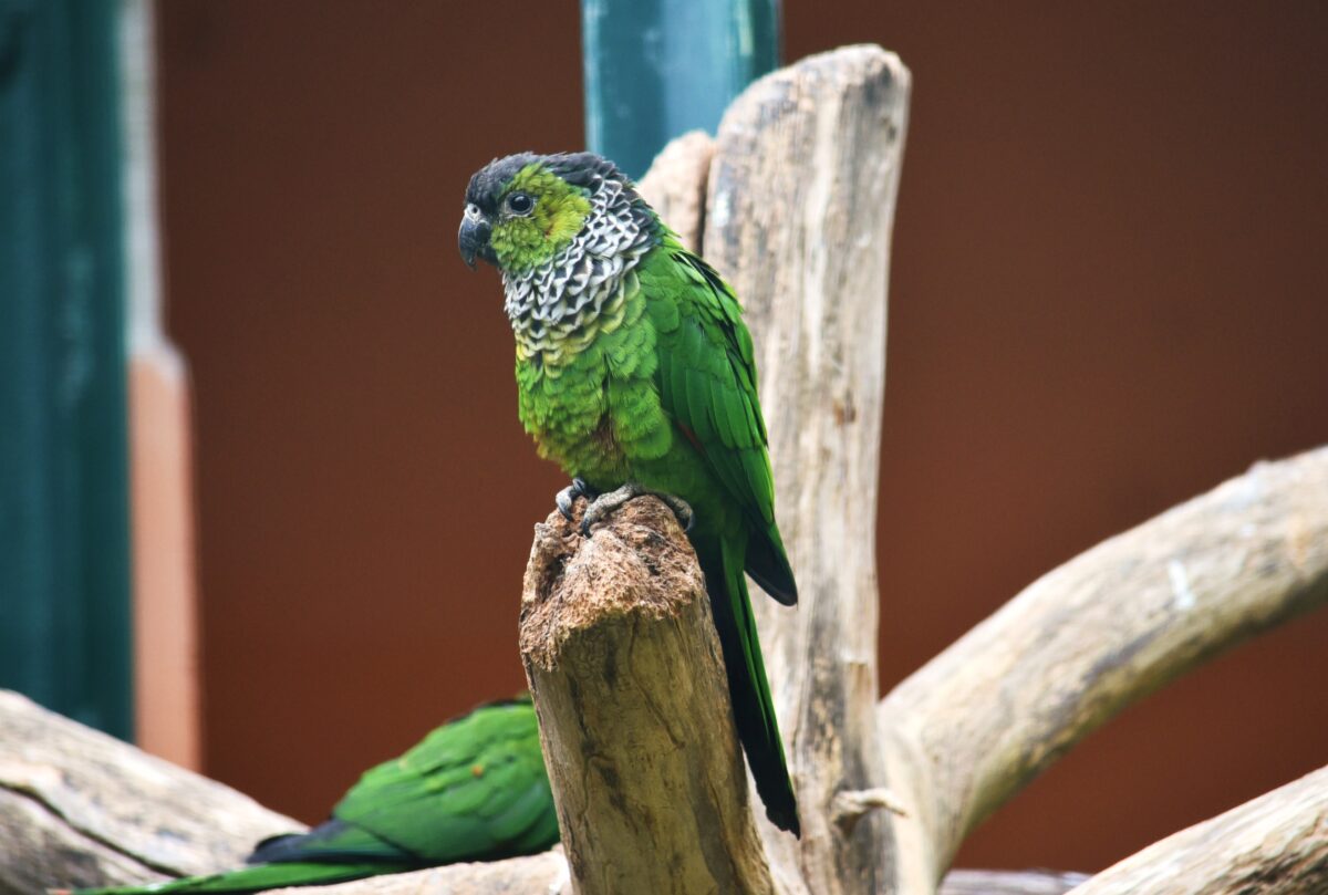 Black Capped Conure