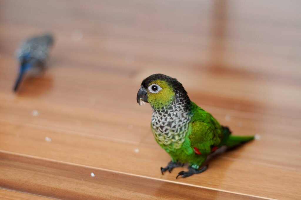 Black Capped Conure