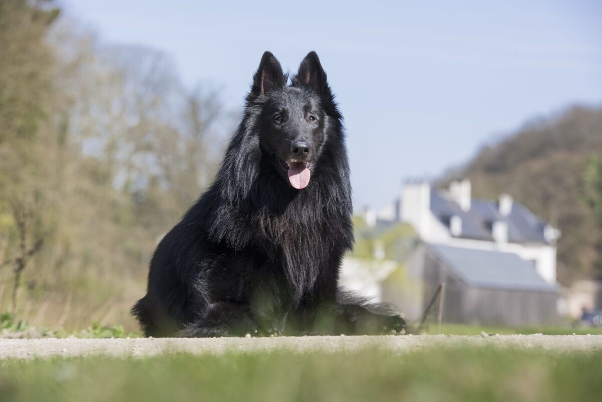 German Shepherd Puppy | Pure Black