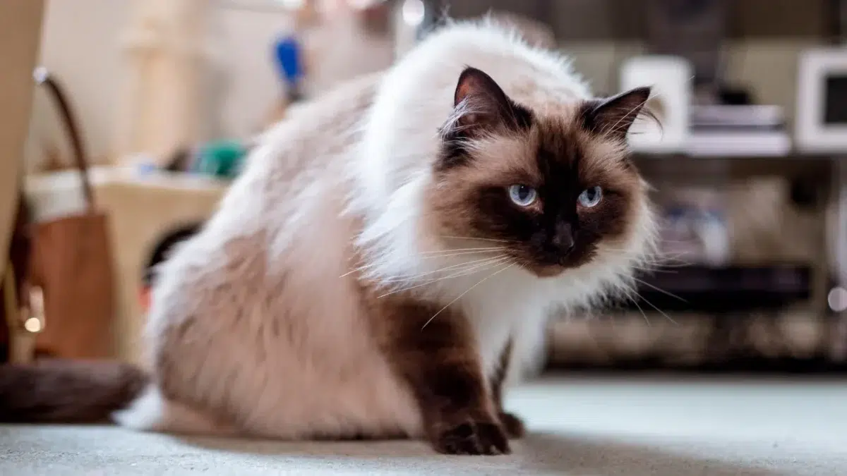 Nearby Himalayan Cats & Kittens - Image 1
