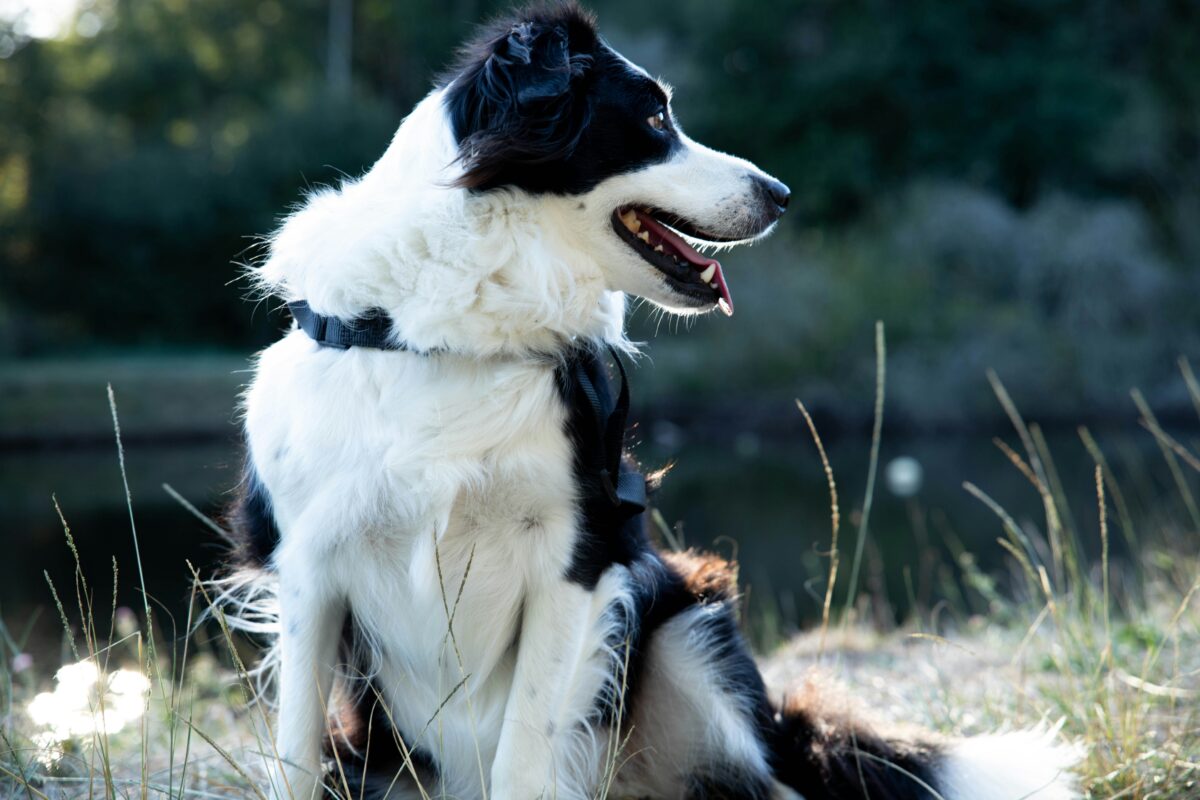 Nearby Border Collie Puppy