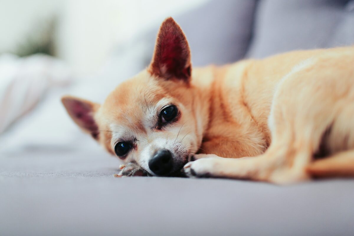 Nearby Chihuahua Puppy