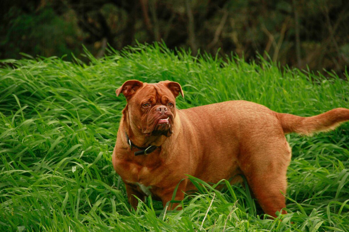 Nearby French Mastiff Puppy