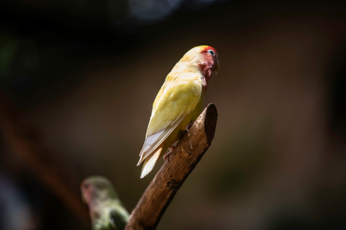 Nearby African Love Birds | Peach - Image 5