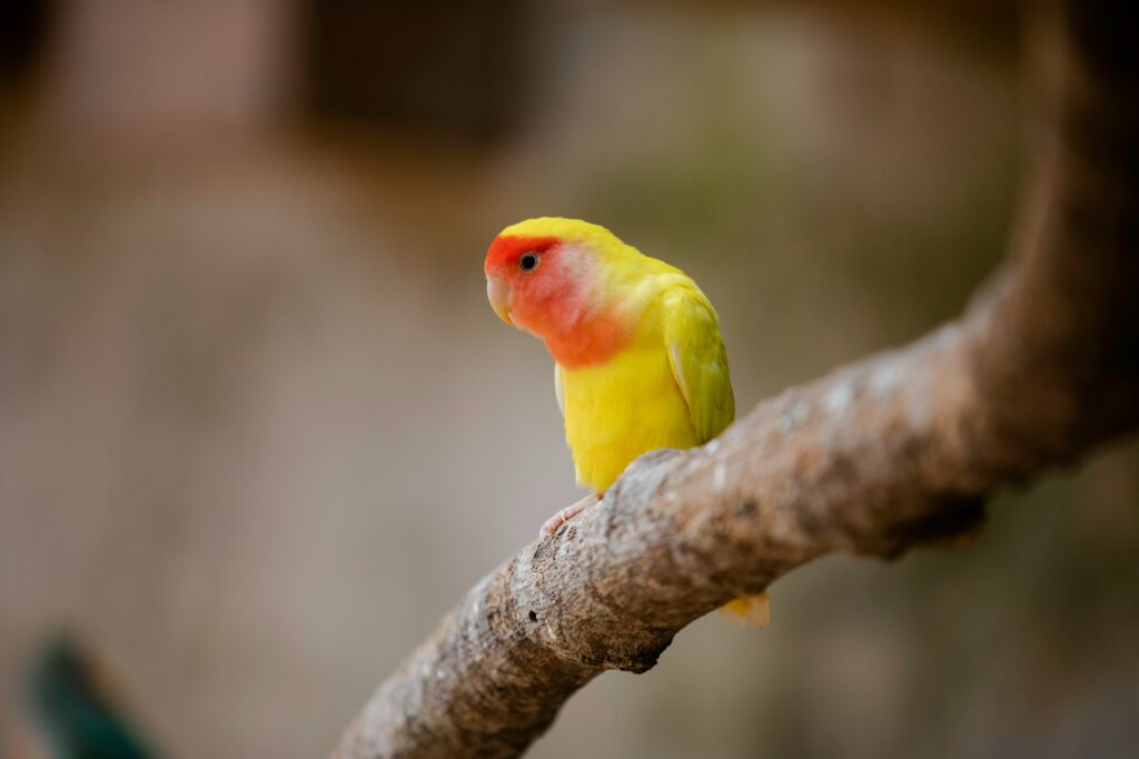 African Love Birds | Peach