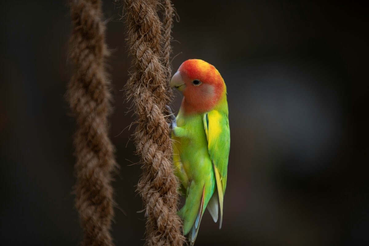 African Love Birds | Green