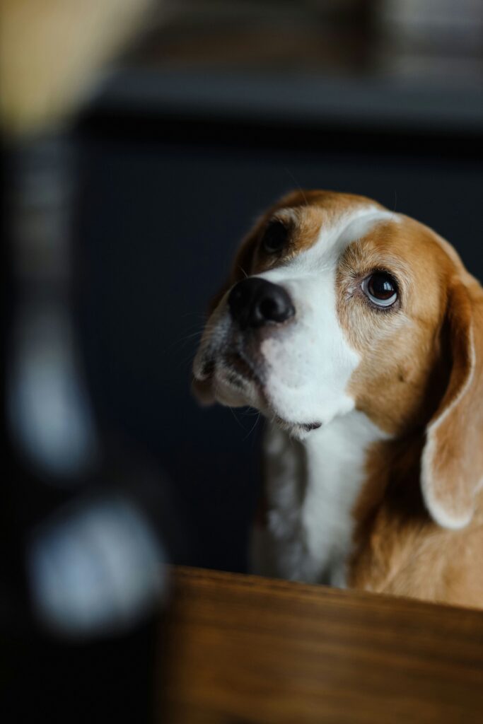 Nearby Beagle | Tricolor Puppy