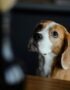 Nearby Beagle | Tricolor Puppy