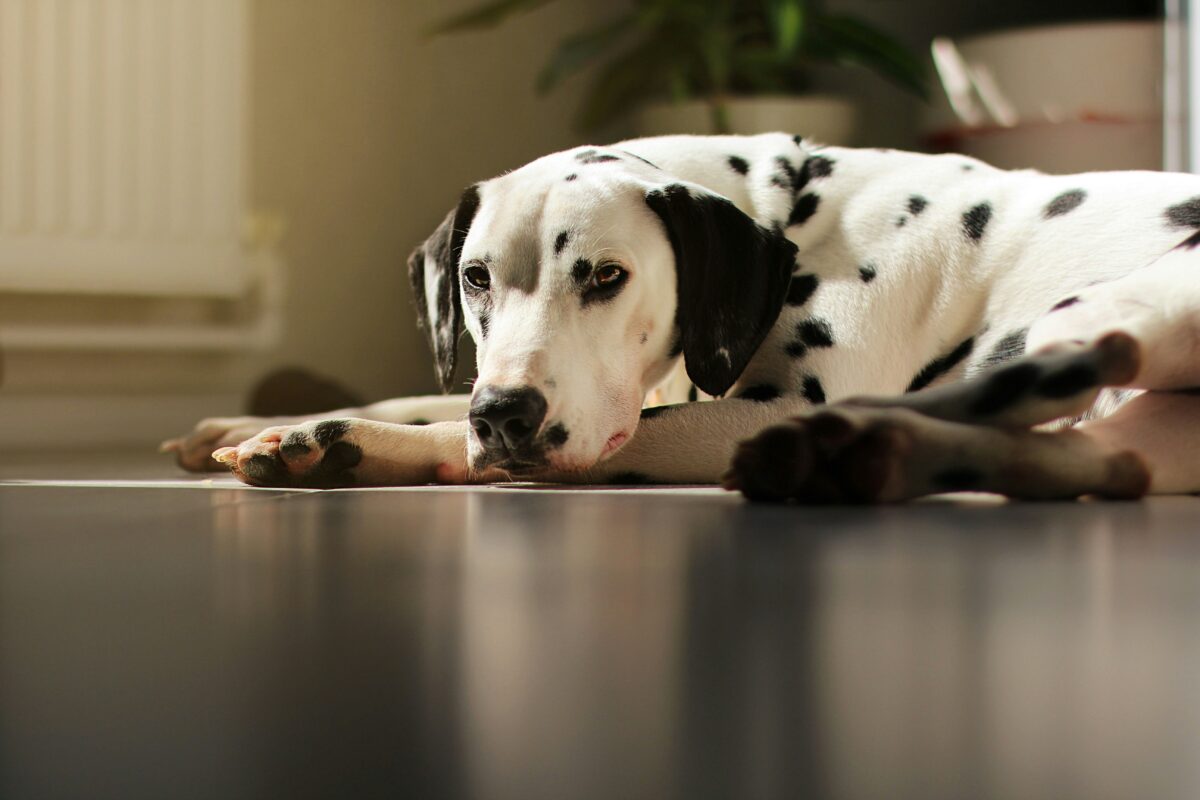 Nearby Dalmatian Puppy | Black & White Color