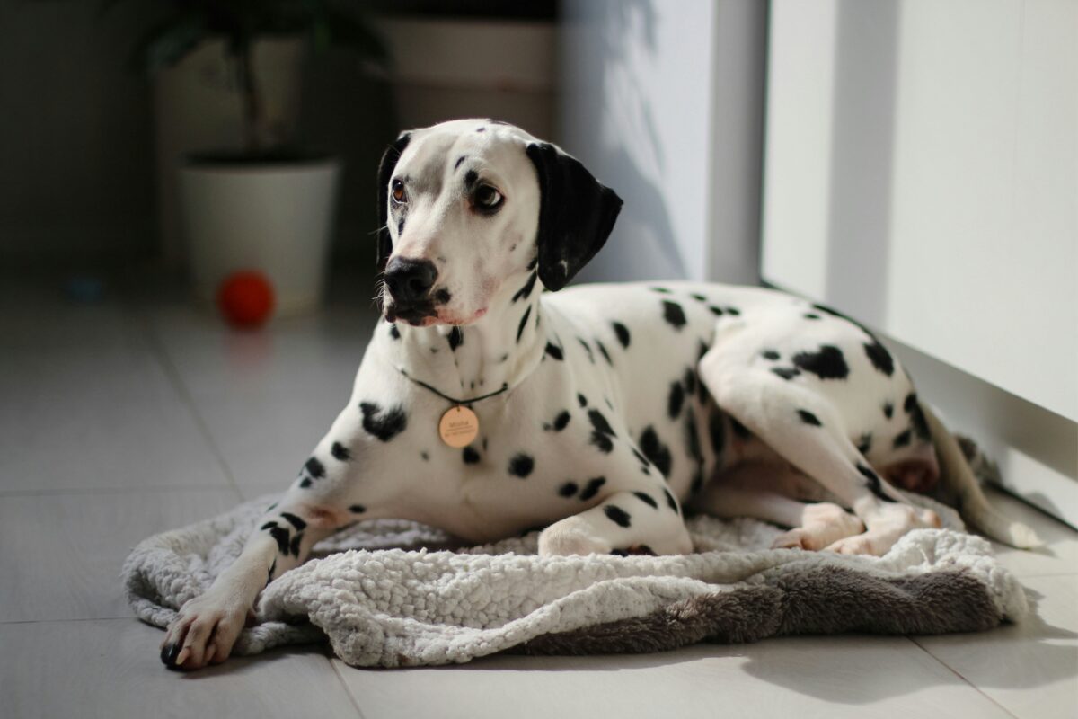 Nearby Dalmatian Puppy | Black & White Color