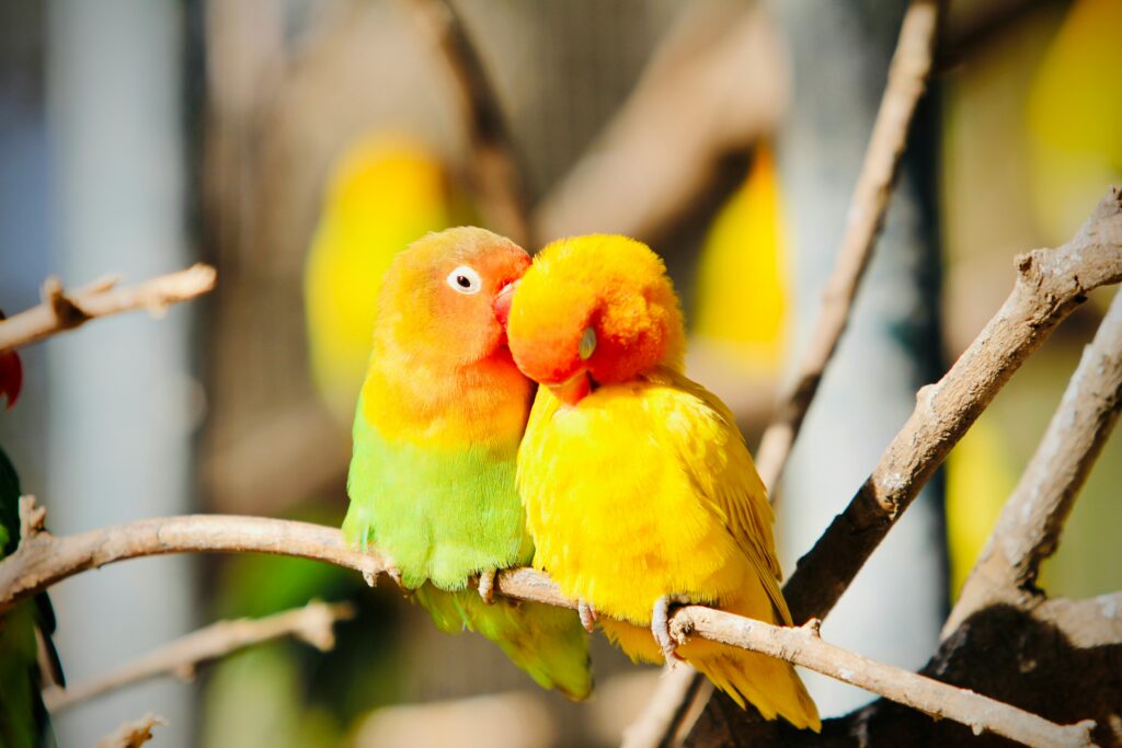 African Love Birds | Peach