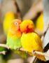 African Love Birds | Peach