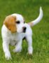Nearby Beagle | Lemon & White | Puppy