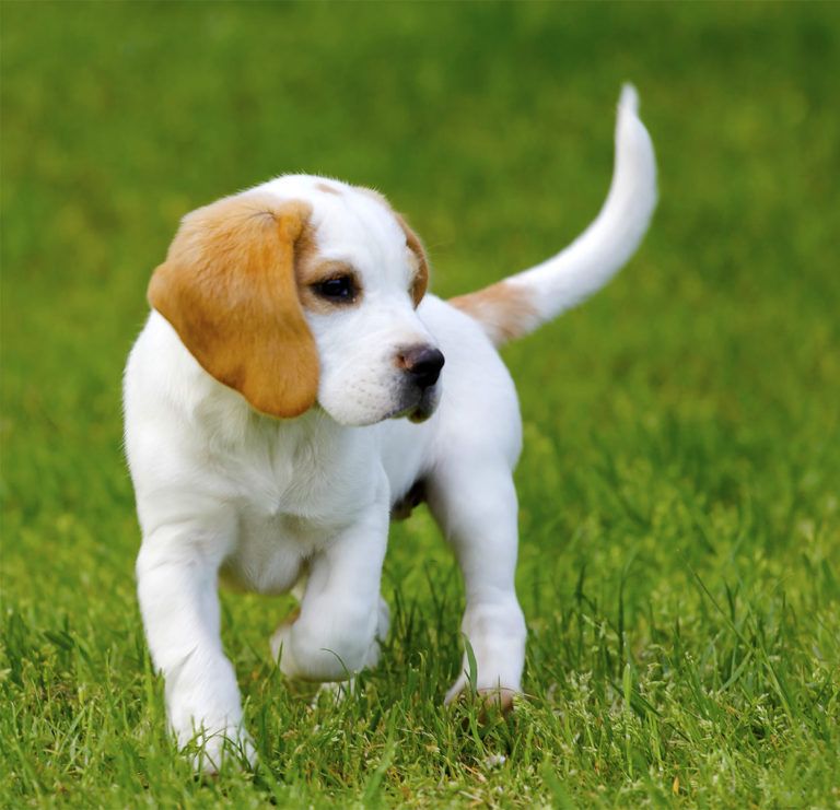 Nearby Beagle | Lemon & White | Puppy