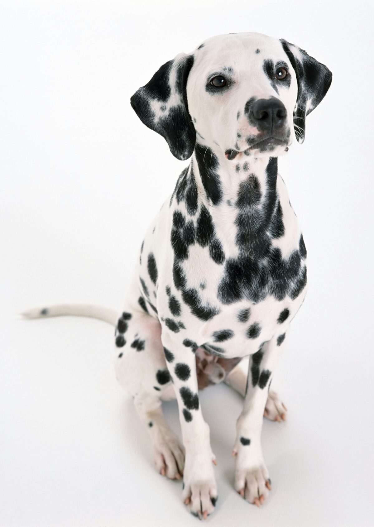 Nearby Dalmatian Puppy | Black & White Color