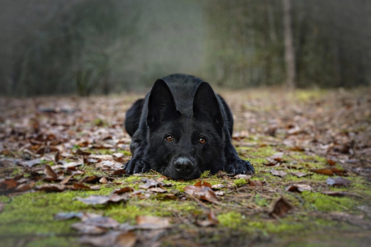 German Shepherd Puppy | Pure Black