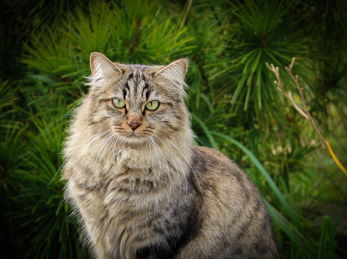 Nearby Siberian Cats & Kittens - Image 3
