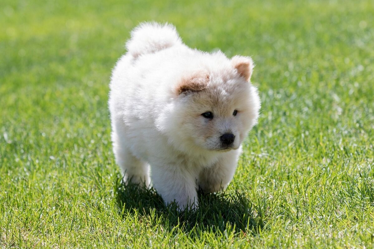 Nearby Chow Chow Puppy | Cream Color