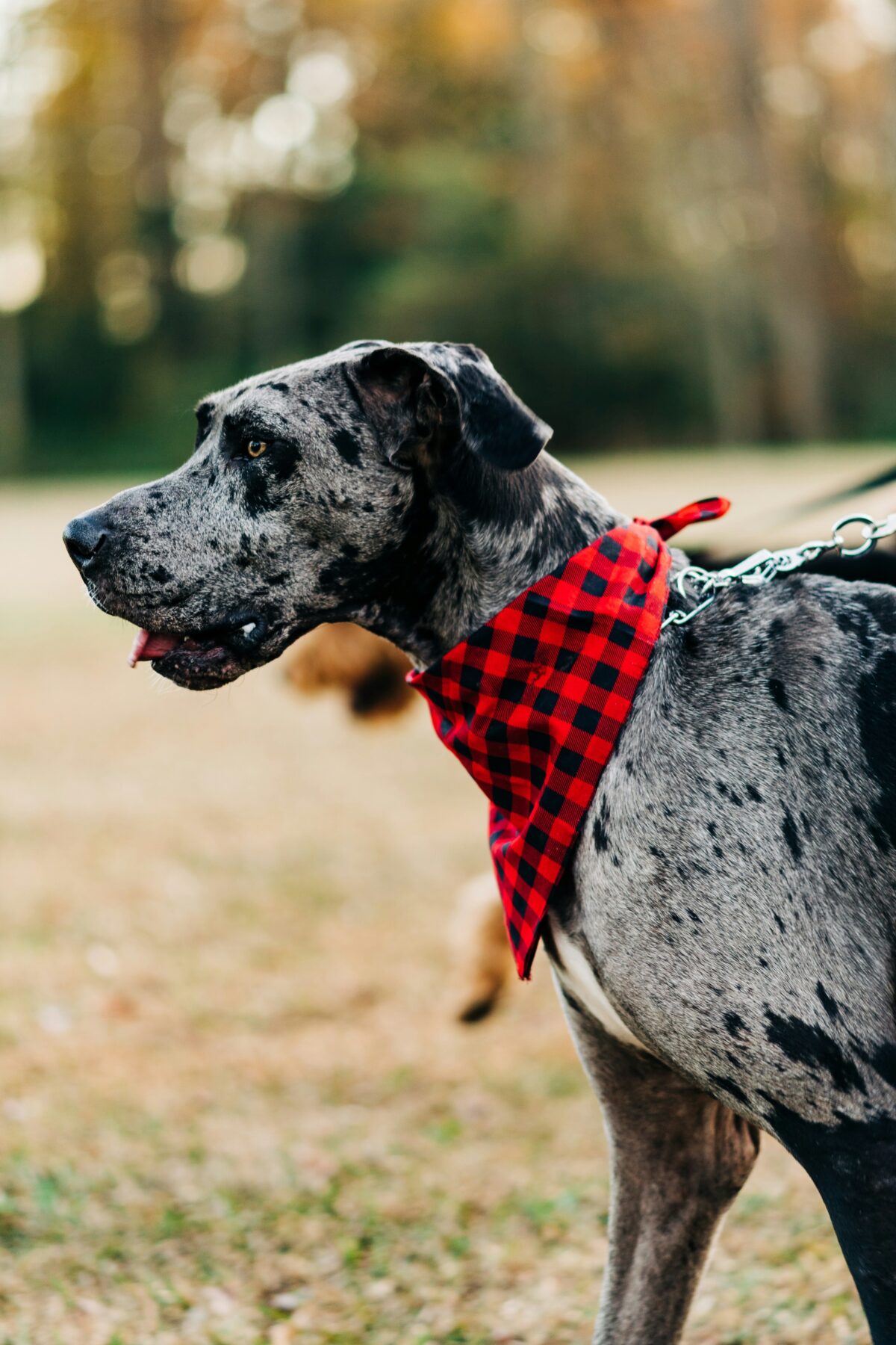 Nearby Great Dane Puppy | Harlequin Color