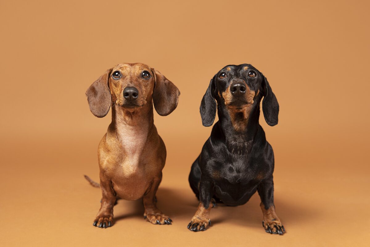 Nearby Dachshund Puppy | Chocolate & Tan