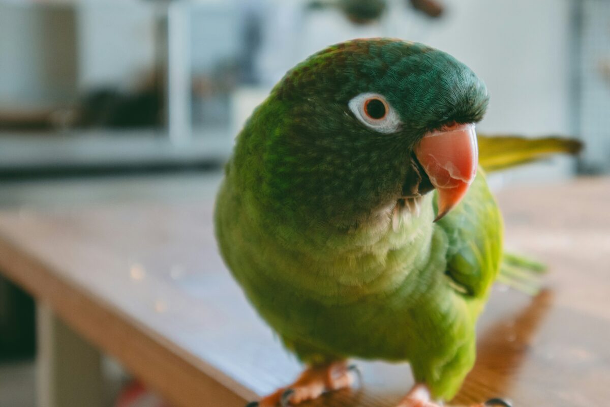 Blue Crown Conure