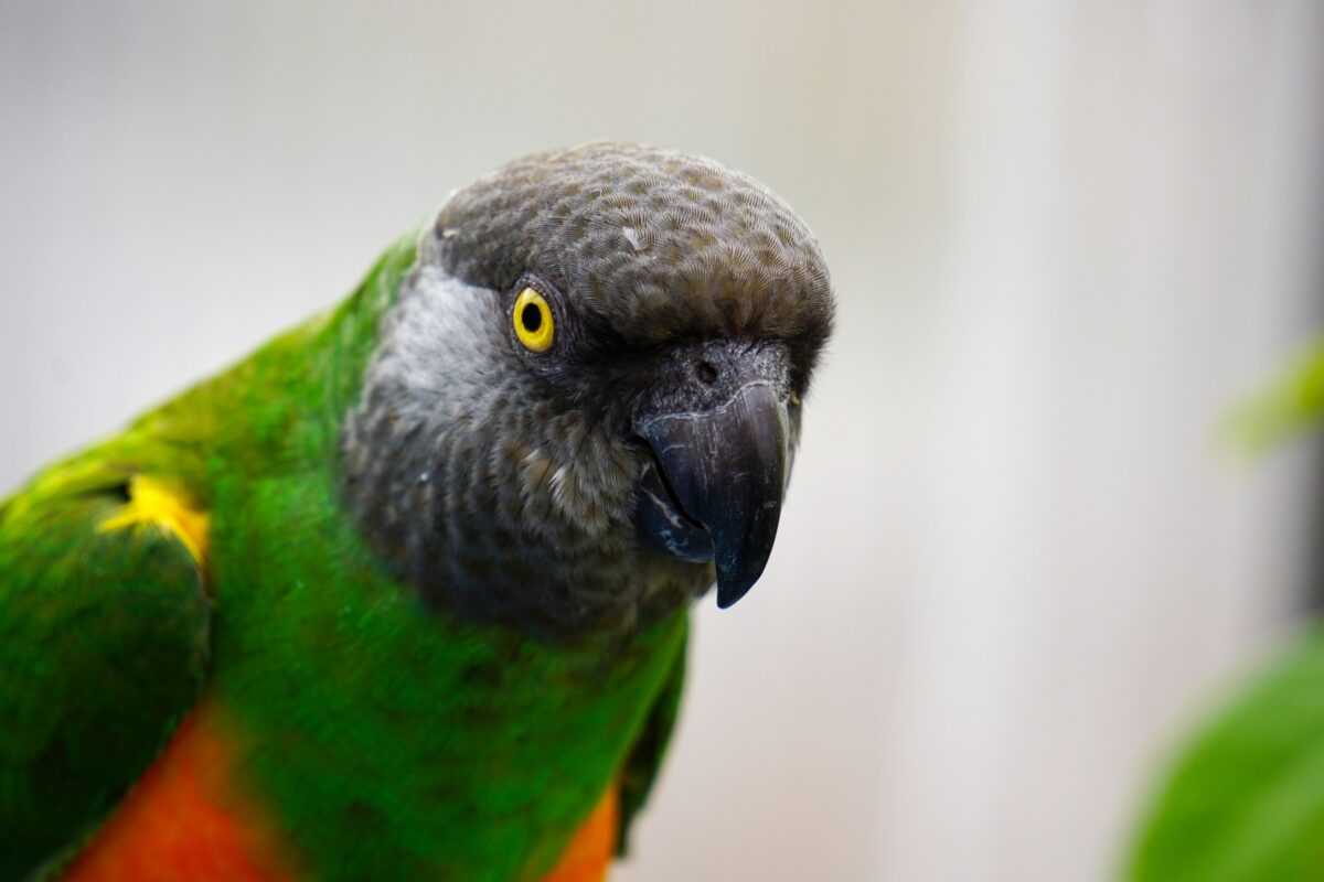 Senegal Parrot