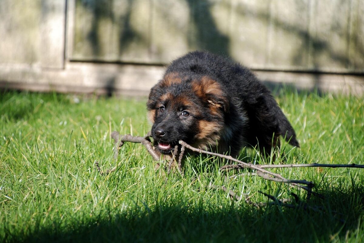 Nearby German Shepherd Puppy | Black and Tan