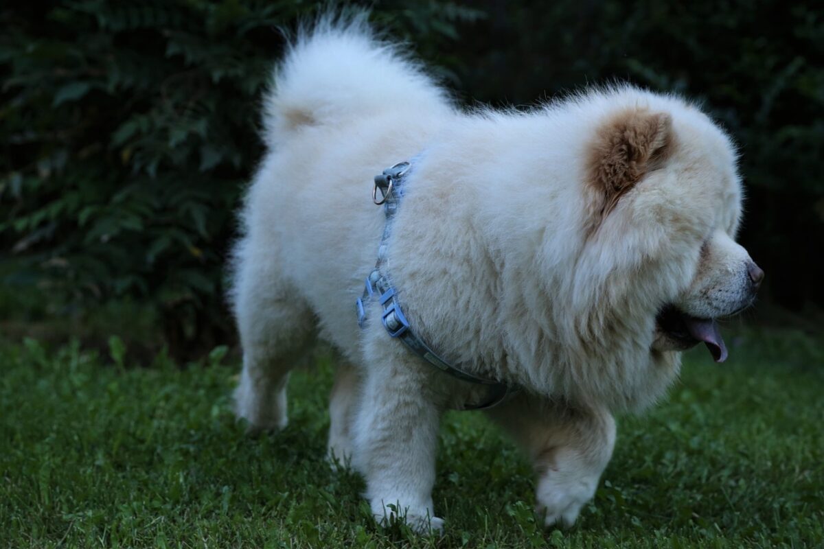 Nearby Chow Chow Puppy | Cream Color
