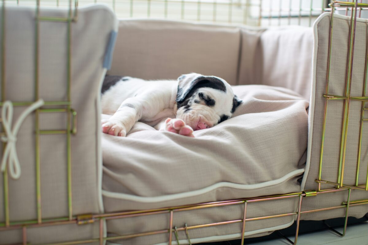 Nearby Dalmatian Puppy | Black & White Color