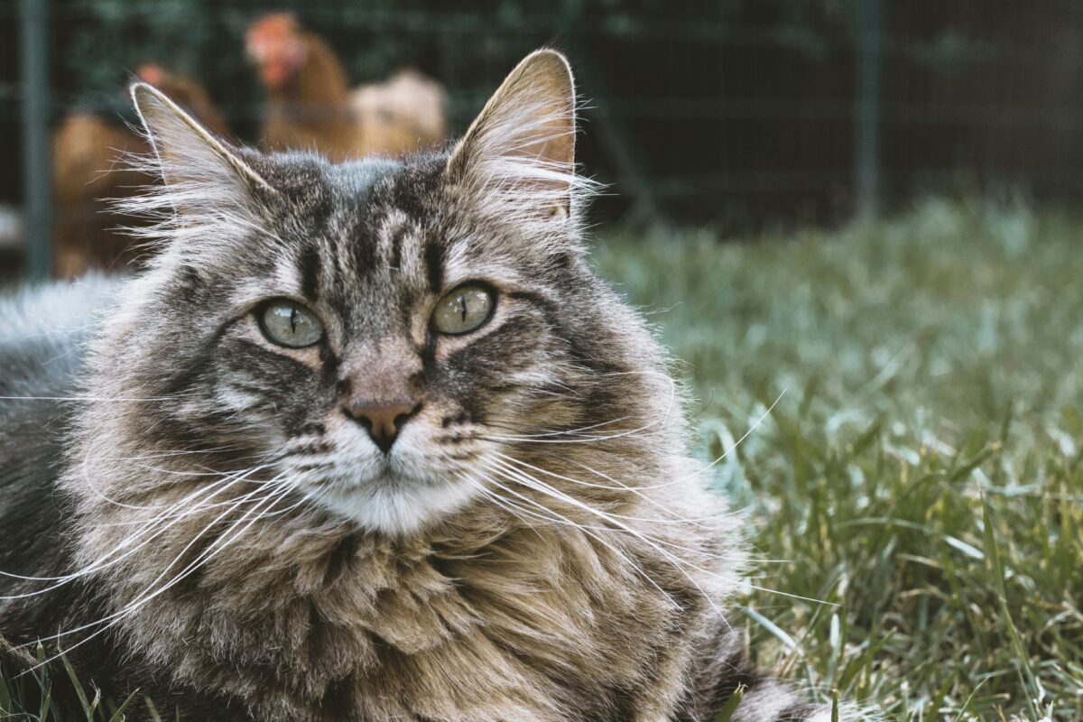 Siberian Cats & Kittens