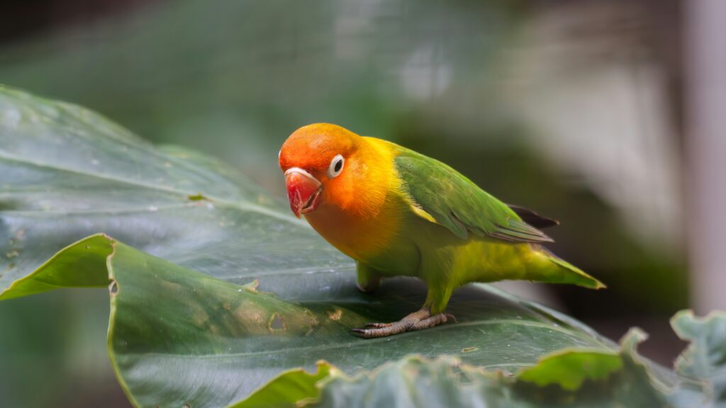 African Love Birds | Green