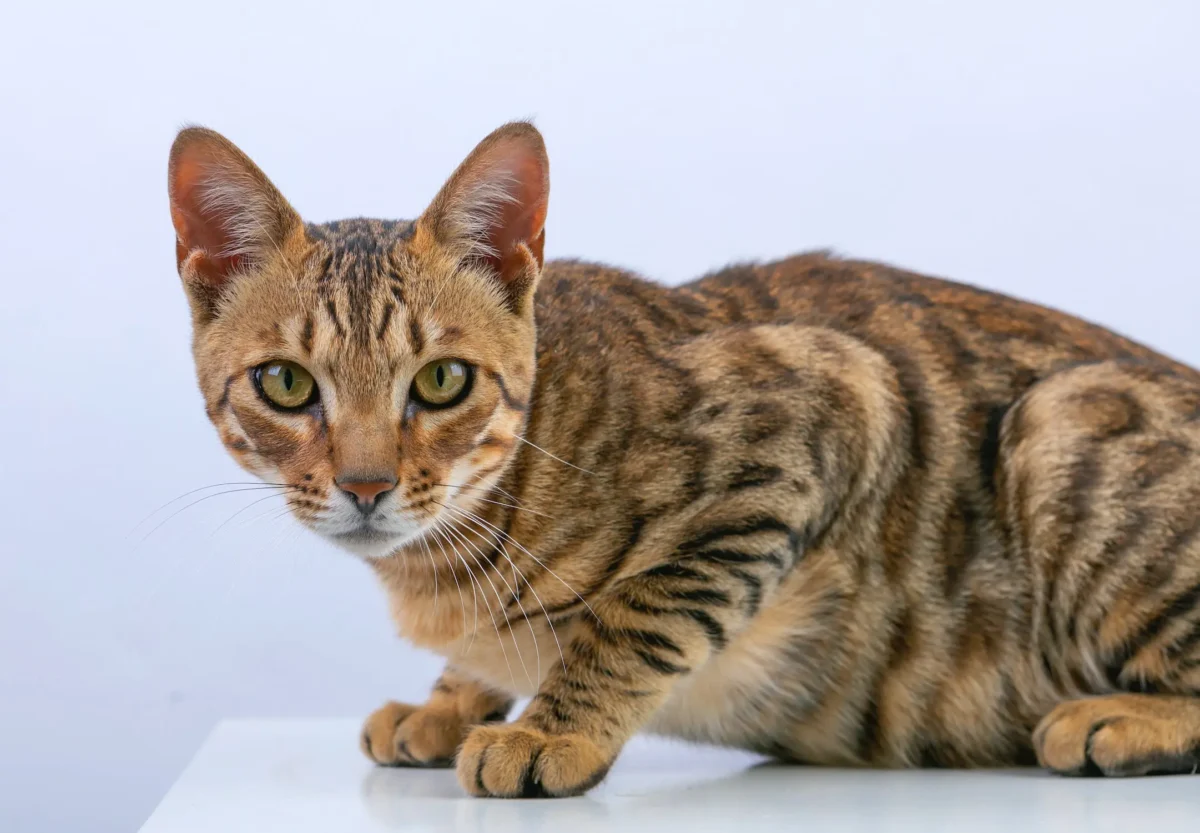 Nearby Bengal Cats & Kittens - Image 1
