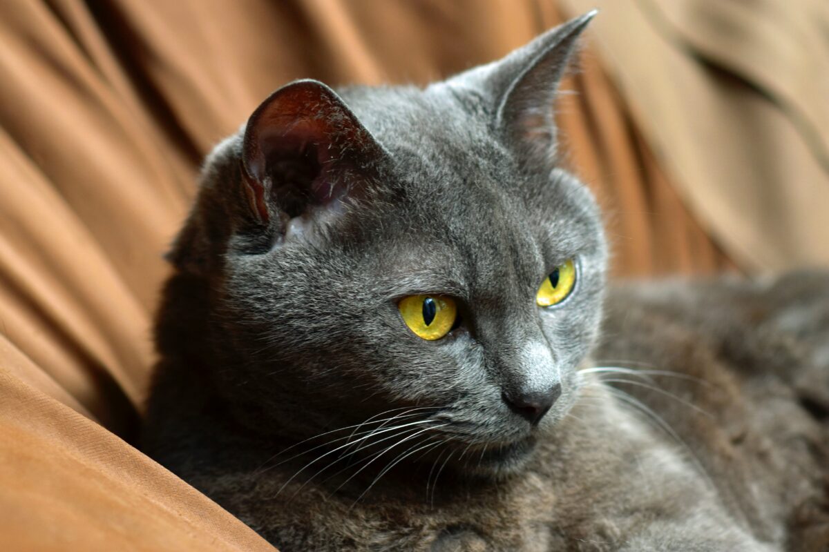 Nearby Russian Blue Cats & Kittens - Image 3