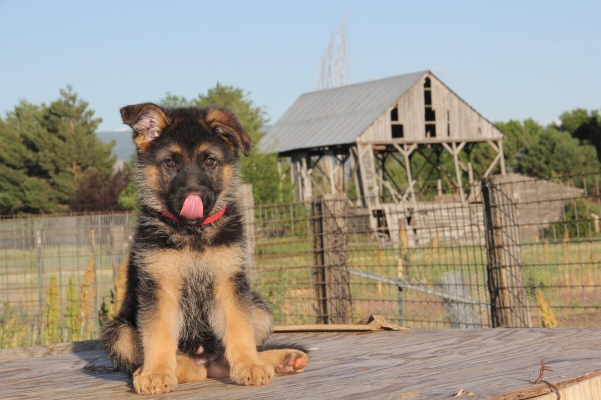 Nearby German Shepherd Puppy | Black and Tan
