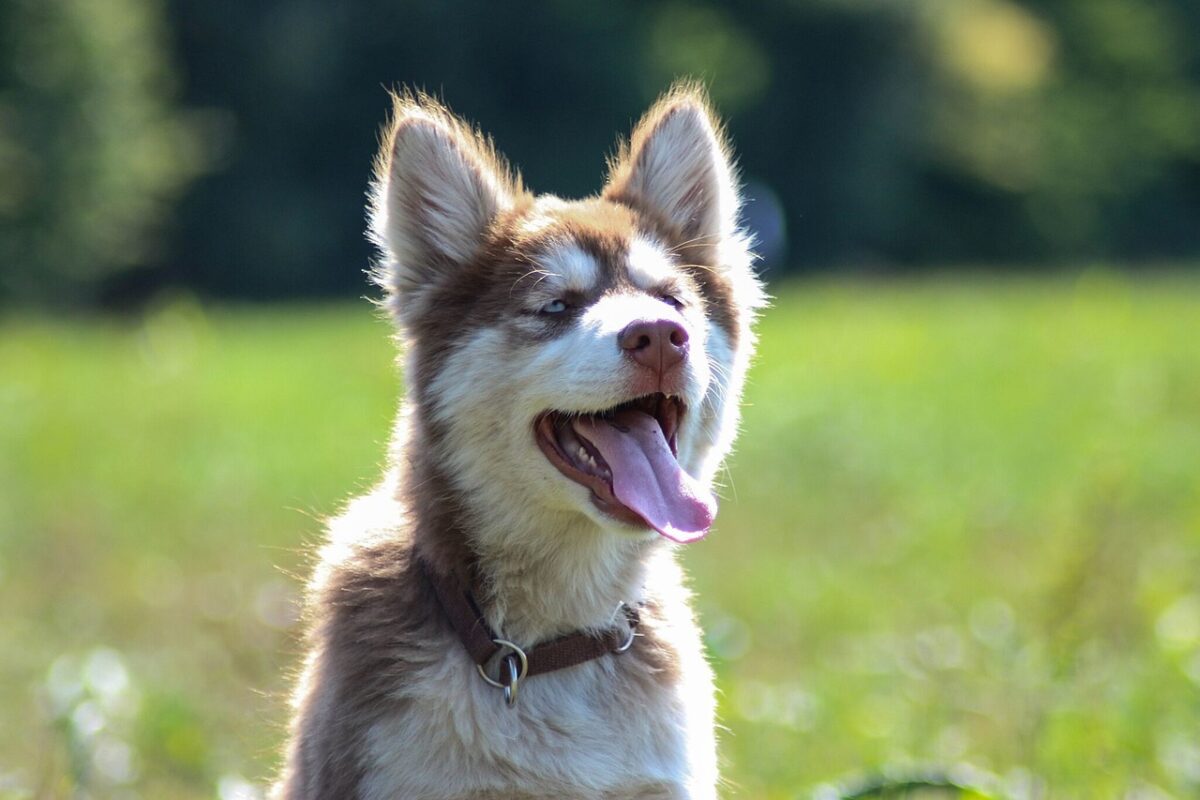 Nearby Siberian Husky | Copper & White Color With Blue Eye