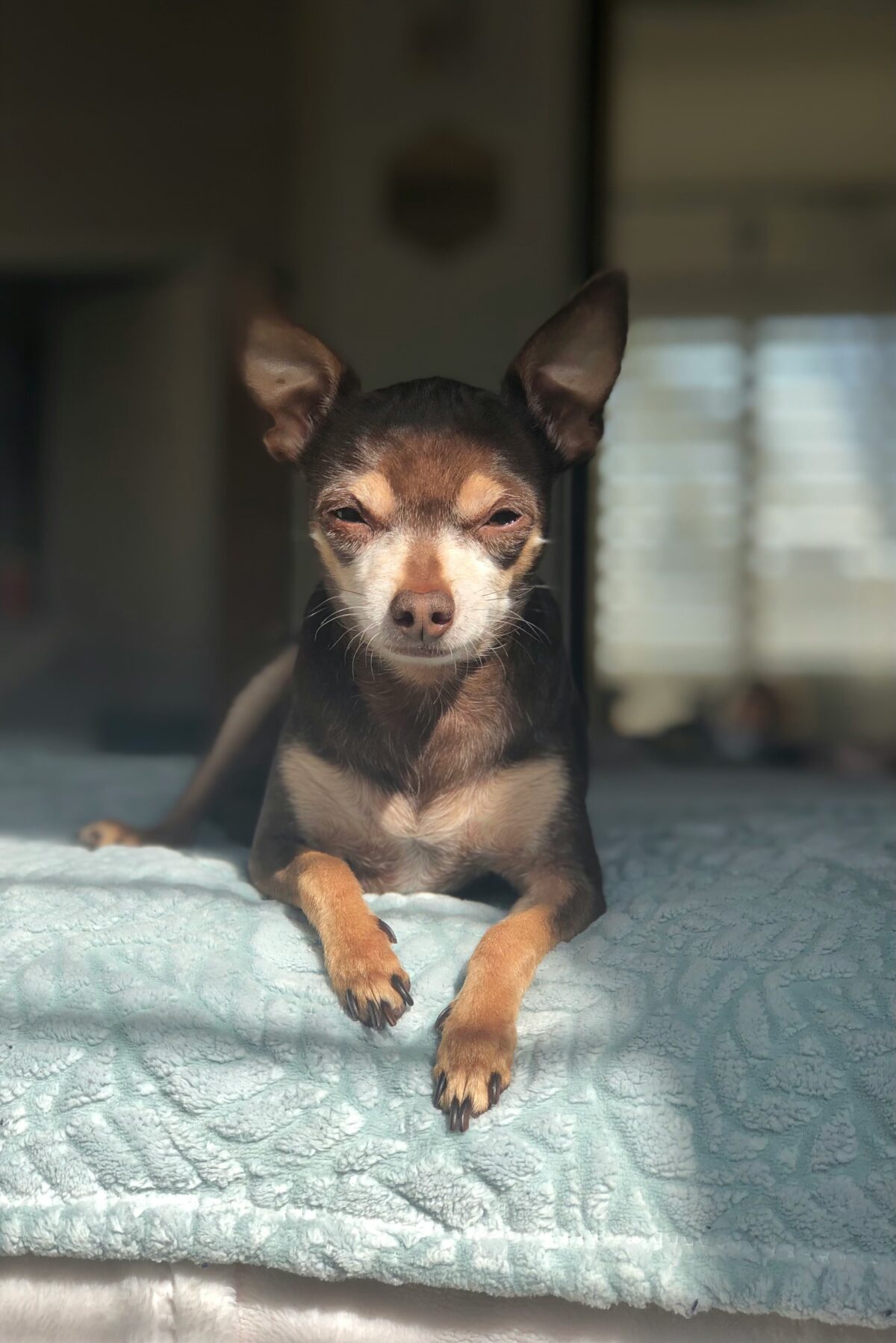 Nearby Chihuahua Puppy