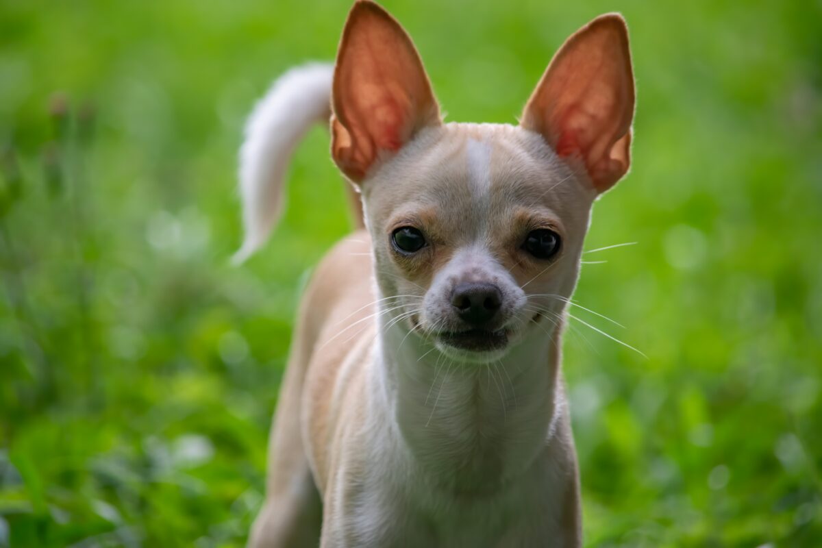 Nearby Chihuahua Puppy