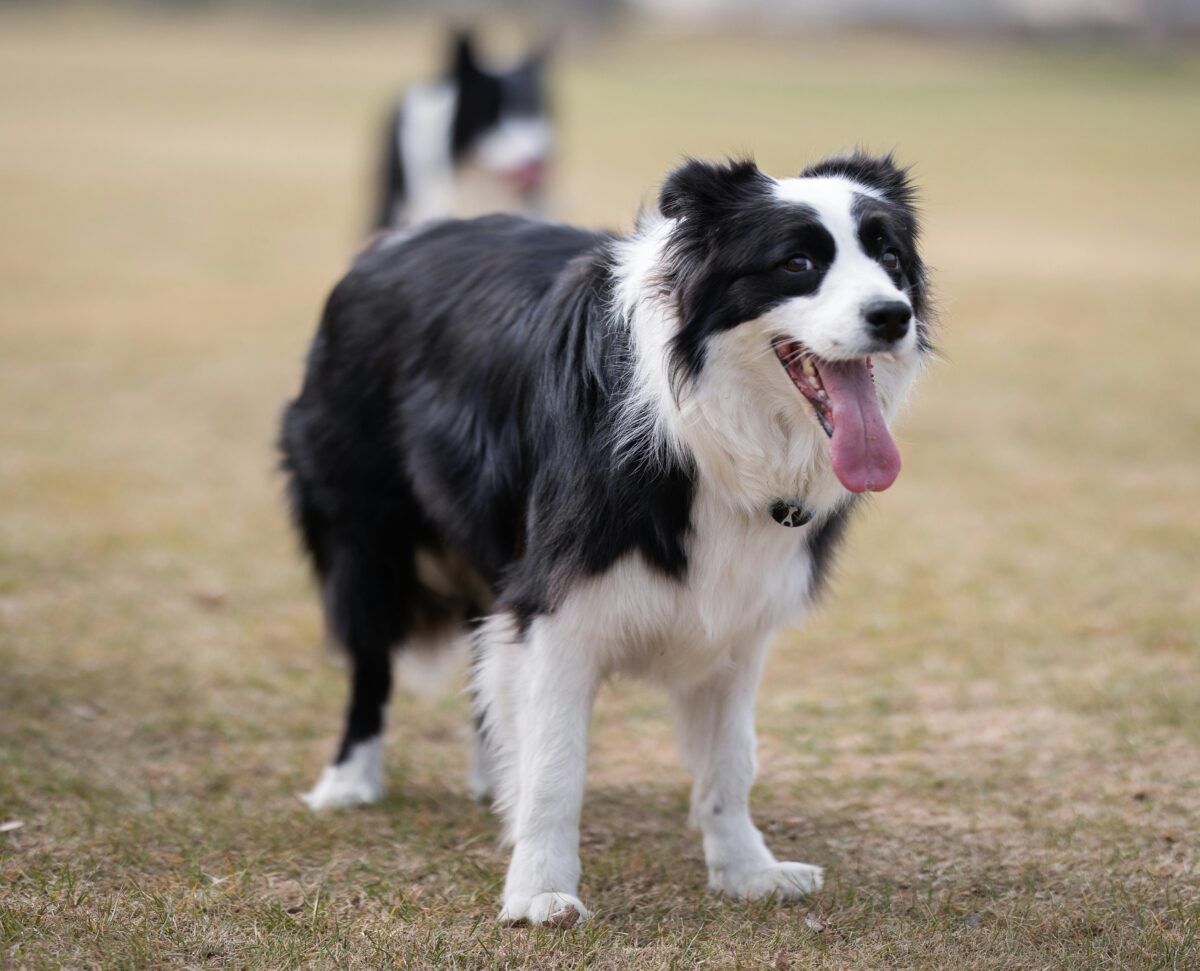 Nearby Border Collie Puppy