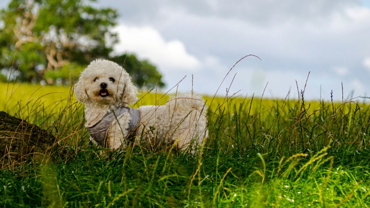 Nearby Bichon Frise Puppy