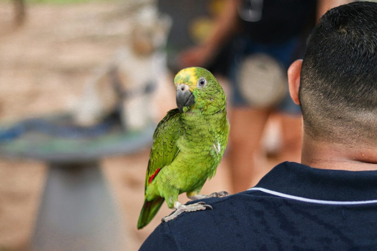 Nearby Blue Crown Amazon | Exotic Parrot - Image 2