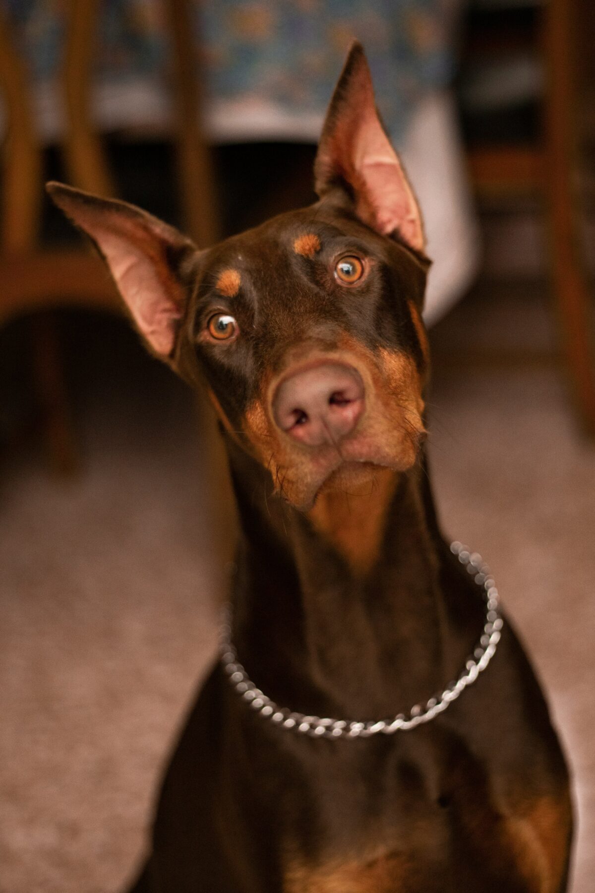 Nearby Doberman Pinscher Puppy | Brown & Rust Color