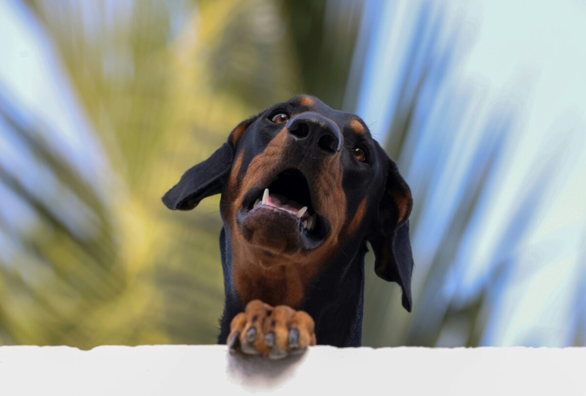 Nearby Doberman Pinscher Puppy | Black & Rust Color
