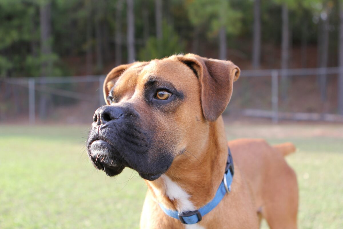 Nearby Boxer Puppy