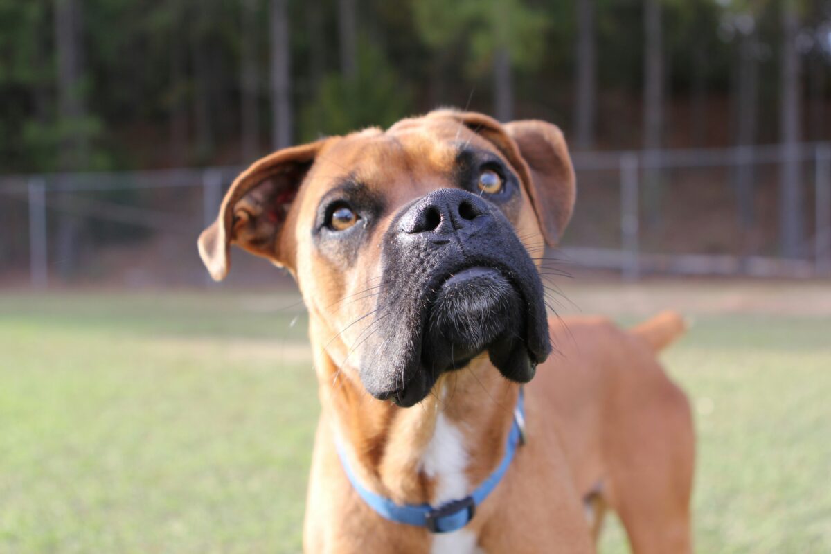 Nearby Boxer Puppy