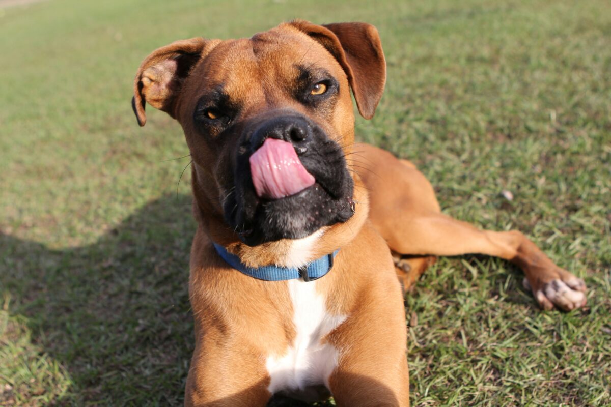 Nearby Boxer Puppy