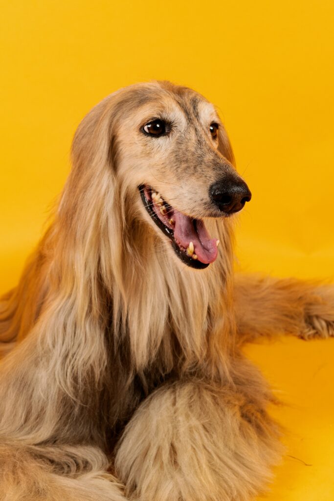 Nearby Afghan Hound Puppy | Gold Color