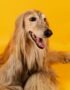 Nearby Afghan Hound Puppy | Gold Color